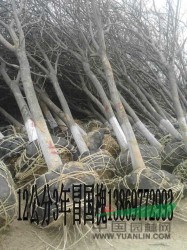 國槐經(jīng)銷商（胸徑量） 帶檢疫的裝車價是多少  ？