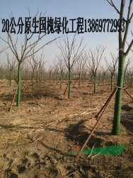 國槐經(jīng)銷商（胸徑量） 帶檢疫的裝車價是多少  ？