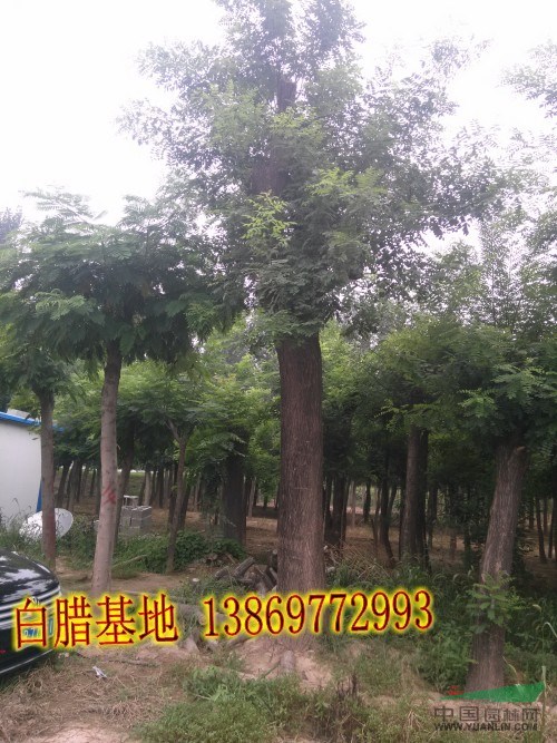 45公分國槐質(zhì)量（胸徑量） 帶檢疫的裝車價是多少  ？