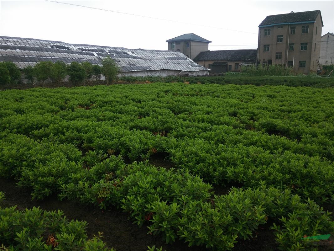 大量供應p30到80毛鵑球