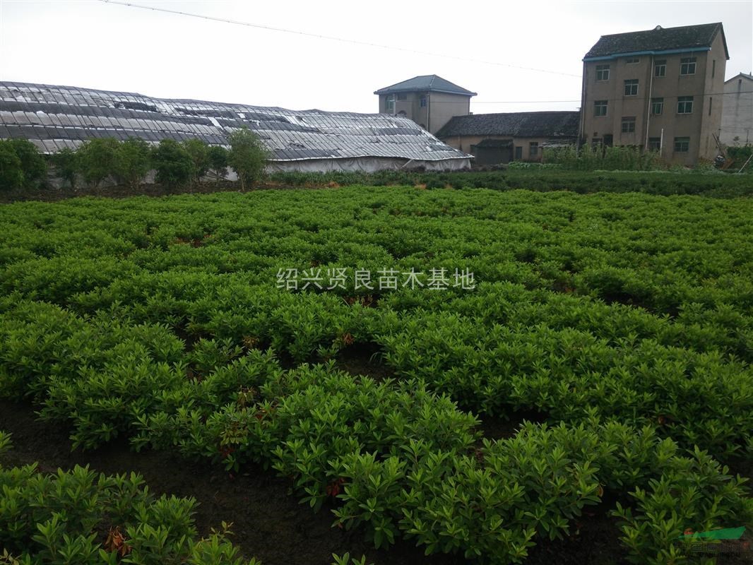 大量供應p30到80毛鵑球