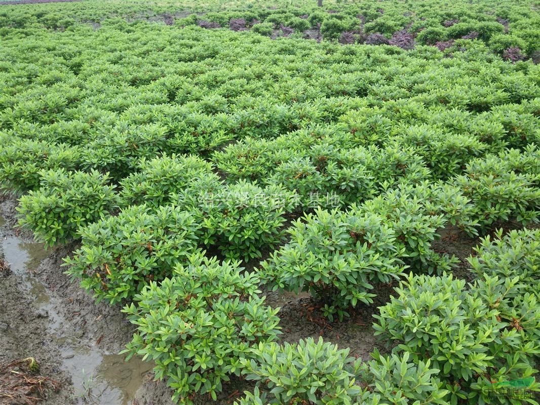 大量供應p30到80毛鵑球