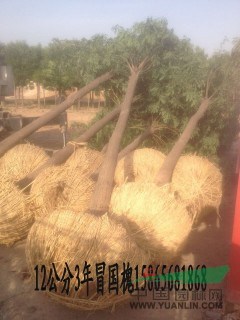 30公分國槐價(jià)格未來趨勢會(huì)怎么樣??？