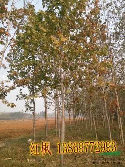 4cm國槐價格未來趨勢會怎么樣?。? /></p>
                    <p class=