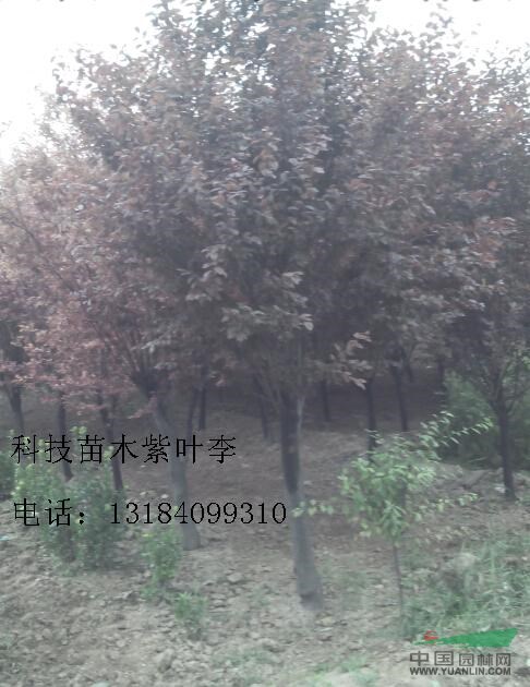 18公分紫葉李價格