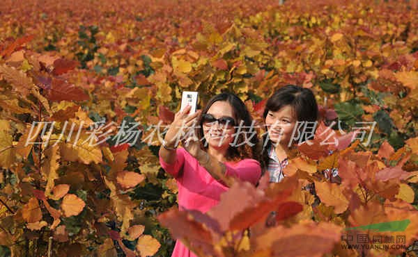 重慶，2015最好最新最賺錢苗木投資項目，紅霞楊