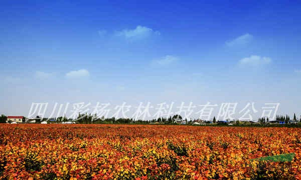 贛州，2015最好最新最賺錢苗木投資項目，紅霞楊