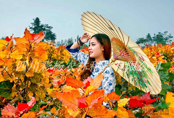 贛州，2015最好最新最賺錢苗木投資項目，紅霞楊
