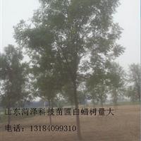 5公分白蠟價格2015報價