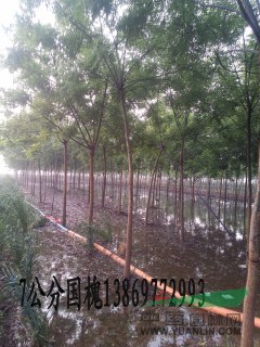 采購(gòu)6公分老式國(guó)槐就到山東振海國(guó)槐種植基地