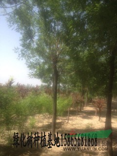 采購(gòu)6公分老式國(guó)槐就到山東振海國(guó)槐種植基地