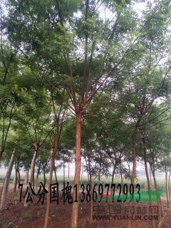 采購(gòu)（5公分紫葉李）到山東振海國(guó)槐種植基地