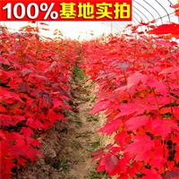 供應(yīng)高桿紅楓、高桿紅楓小苗、高桿紅楓工程苗