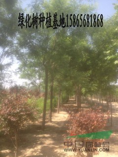 采購（30cm國槐）到山東振海國槐種植基地