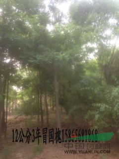 采購（30cm國槐）到山東振海國槐種植基地