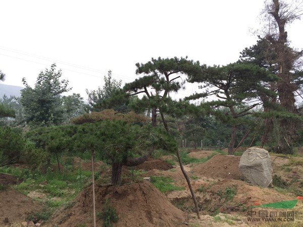 油松樹(shù)多少錢——大量出售優(yōu)質(zhì)造型油松