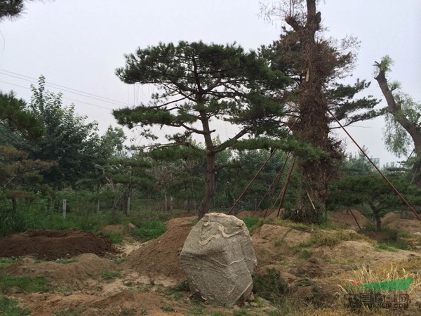 油松樹(shù)多少錢——大量出售優(yōu)質(zhì)造型油松