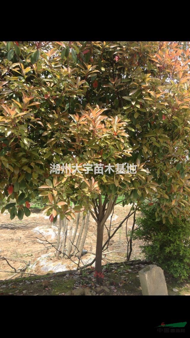 湖州供應(yīng)大批量紅葉石楠