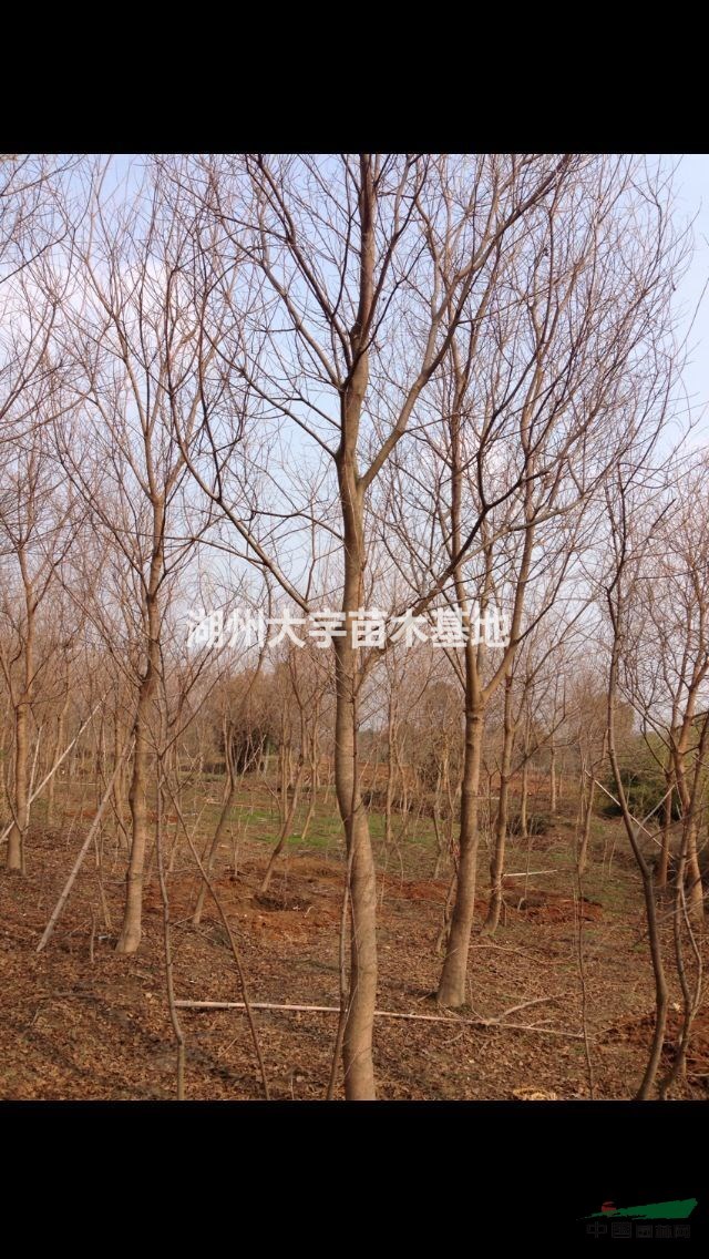 湖州供應大批量精品烏桕