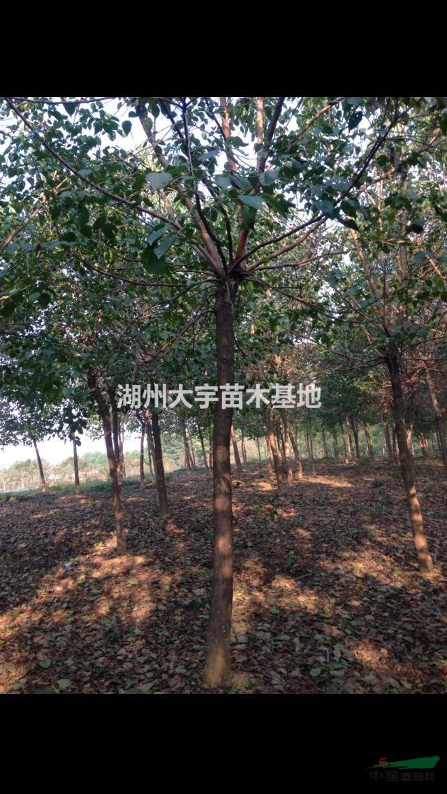 浙江供應(yīng)批量重陽(yáng)木15-20公分