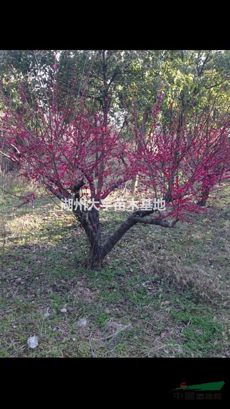 供應5-20公分的紅梅 規(guī)格齊全