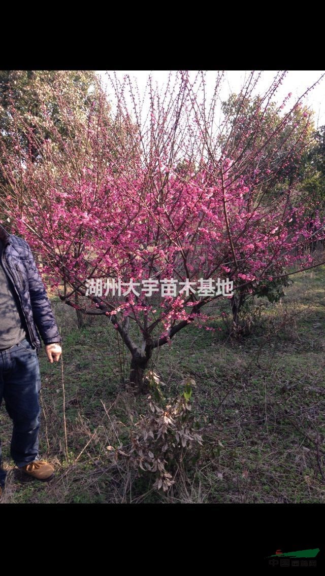 供應5-20公分的紅梅 規(guī)格齊全