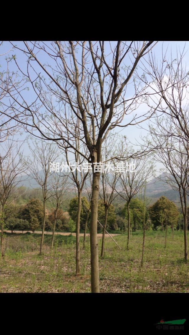 湖州供應(yīng)15-20公分無(wú)患子