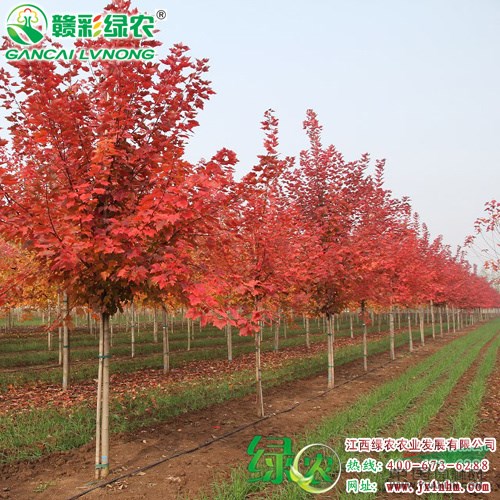 美國(guó)改良紅楓小苗 美國(guó)紅楓樹(shù)苗 紅點(diǎn)紅楓樹(shù)苗價(jià)格 圖片