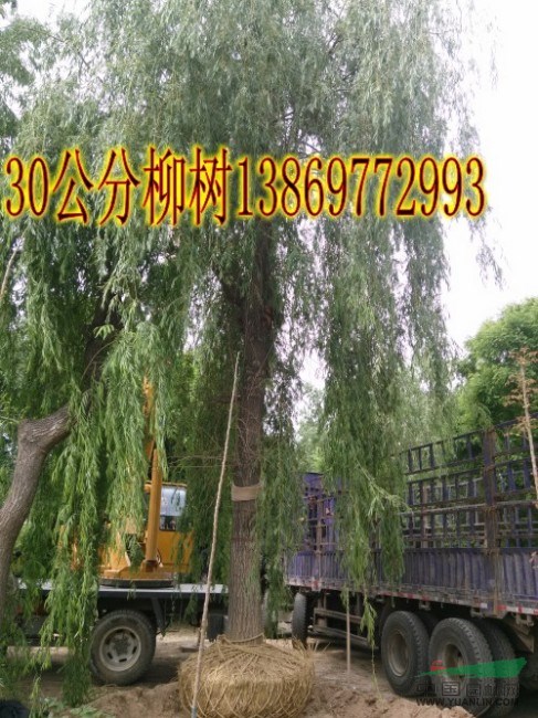 采購(gòu)（14公分國(guó)槐）到山東振海國(guó)槐種植基地