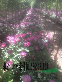 采購（14公分國槐）到山東振海國槐種植基地