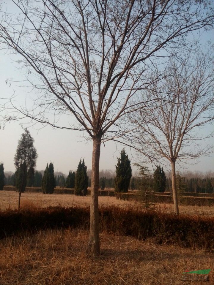 5公分國槐樹價(jià)格量大