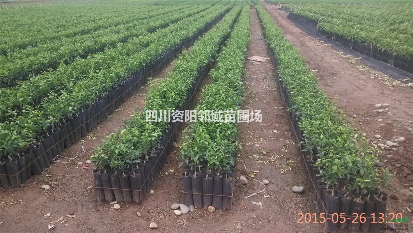 本苗圃供應(yīng)香橙種子，香橙苗，訂做苗