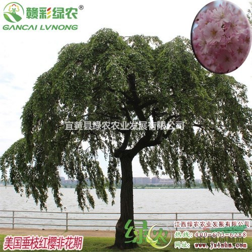 美國垂枝紅櫻　重瓣花　江西垂枝紅櫻小苗　江西垂枝櫻花小苗供應