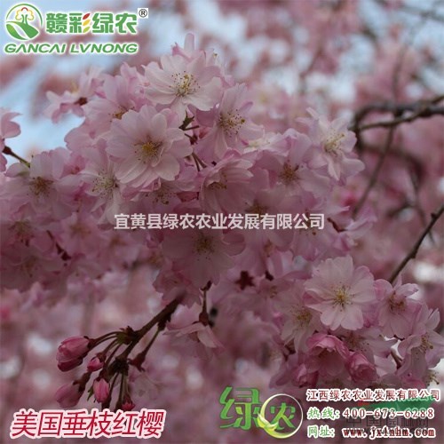 美國垂枝紅櫻　重瓣花　江西垂枝紅櫻小苗　江西垂枝櫻花小苗供應