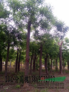 8公分國槐成活率|22公分國槐最近報價