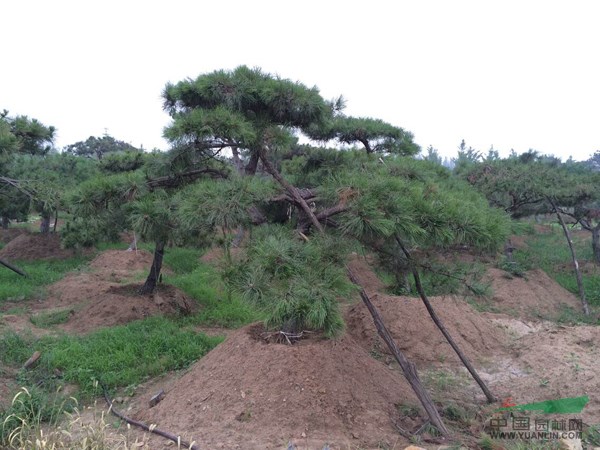 造型油松圖片 大量出售山東造型油松