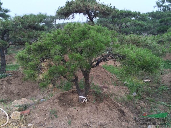 造型油松圖片 大量出售山東造型油松