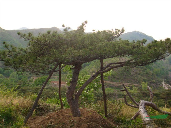 造型油松找萊蕪云亭|黑松樹(shù)價(jià)格