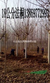 8公分法桐買一棵多少錢