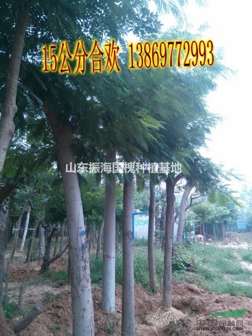 8公分法桐買一棵多少錢
