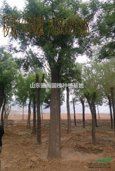 15公分法桐價(jià)格是多少