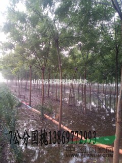 15公分法桐價(jià)格是多少
