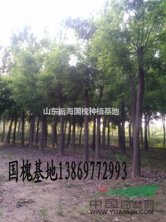 3公分紫葉李價(jià)格是多少