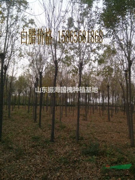 4公分國槐價(jià)格是多少