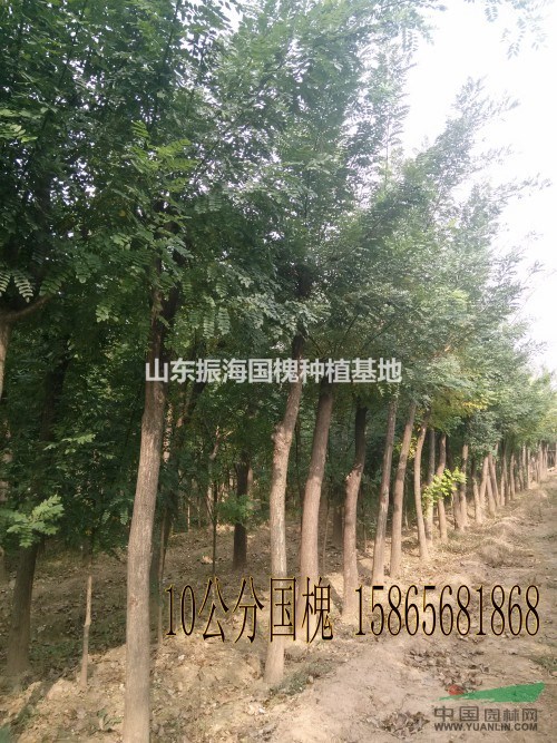 4公分國槐價(jià)格是多少