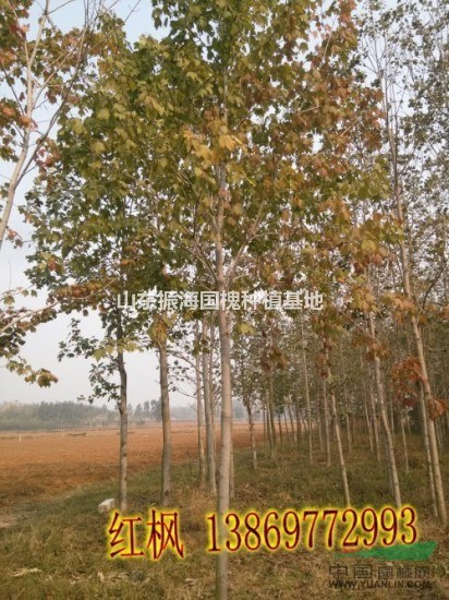 山東11公分國槐價(jià)格