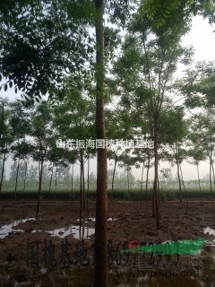 山東12公分國(guó)槐價(jià)格