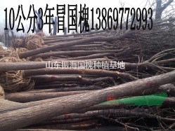 山東12公分國(guó)槐價(jià)格
