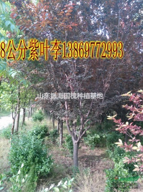 哪的6公分白臘價格低質(zhì)量好---山東振海綠化苗木種植基地