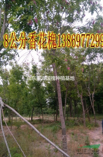 10公分白臘哪家的便宜？